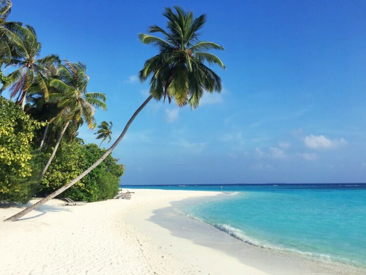 Malediven Palme Strand Unsplash