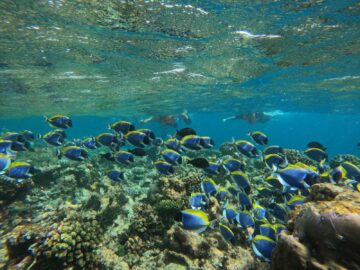 Hilton Maldives Amingiri Unterwasserwelt 1