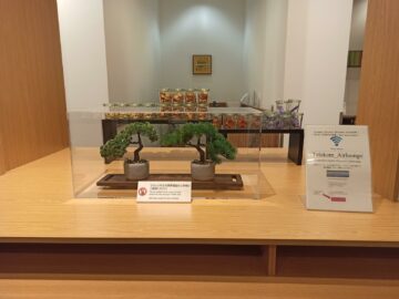 Japan Airlines Sakura Lounge Frankfurt Bonsai Und Snacks