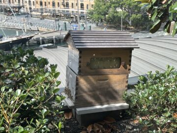 Park Hyatt Sydney Rooftop Pool Bienen 2